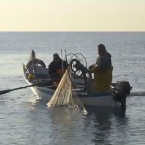 تربية الأسماك: إنذار موت البطلينوس في البحر الأدرياتيكي الاتحاد الأوروبي: بحركم ليس في حالة بيئية جيدة
