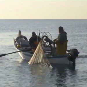 Piscicultura: alarma por muerte de almejas en el Adriático. La UE: su mar no está en buen estado ecológico