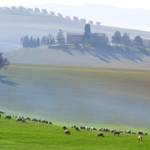 Pecorino Toscano DOP: Blockchain, digitale Techniken, Spektrometrie zur Gewährleistung der Rückverfolgbarkeit zum Schutz der Verbraucher