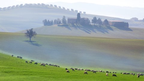 Pecorino Toscano DOP: 消費者保護のためのトレーサビリティを確保するためのブロックチェーン、デジタル技術、スペクトロメトリー