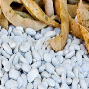 Kacang-kacangan: penebusan Piattella di Cortereggio yang sederhana, kacang yang terancam punah dipilih sebagai makanan untuk Stasiun Luar Angkasa Eropa