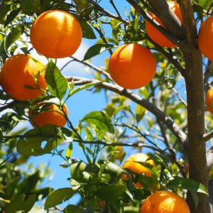 Orange Belladonna di San Giuseppe: Calabria'nın Çarlar tarafından sevilen tatlı ve sulu meyvesi