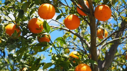 Orange Belladonna di San Giuseppe：沙皇喜爱的卡拉布里亚甜美多汁的水果