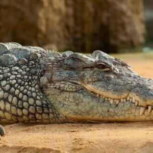 Daging buaya di Italia: di mana Anda bisa membelinya, berapa harganya dan seperti apa rasanya? Ini semua detailnya