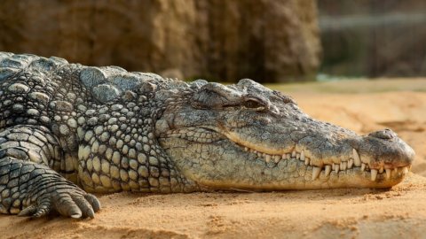 Krokodilfleisch in Italien: Wo kann man es kaufen, wie viel kostet es und wie schmeckt es? Hier finden Sie alle Details