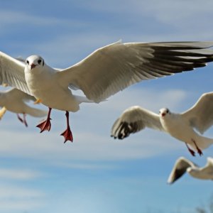 Reino Unido, se buscan nuevos puestos de trabajo: se abren las inscripciones para convertirte en espantapájaros de las gaviotas