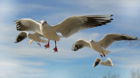 Reino Unido, procura de novos empregos: inscrições abertas para se tornar um espantalho para as gaivotas