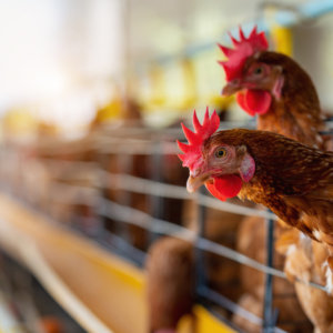 Brasile, è allarme per l’influenza aviaria: a rischio export per 10 miliardi di dollari