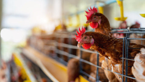 Brasile, è allarme per l’influenza aviaria: a rischio export per 10 miliardi di dollari