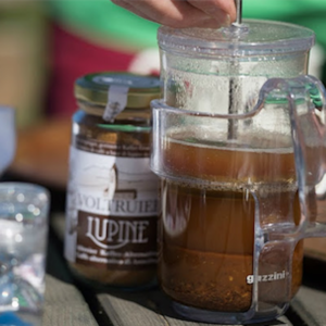 アンテリボ ルピナス、マメ科植物... 飲む! カフェインを含まない優れたコーヒー代替品