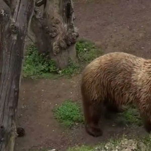 Les ours du Trentin sont en sécurité: le Conseil d'État accepte l'appel des militants des droits des animaux