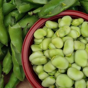 Kacang lebar kering: keajaiban nutrisi ... bagi mereka yang mampu membelinya, penting untuk melawan Parkinson