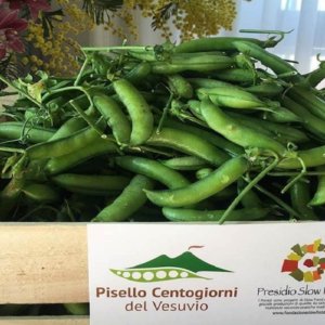 البقوليات: Centogiorni Peas ، النكهات المكثفة من Vesuvius ، المحفوظة من الانقراض الآن هيئة رئاسة بطيئة للأغذية