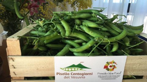 Legumi: i Piselli Centogiorni, condensato di sapori del Vesuvio, salvati dall’estinzione ora Presidio Slow Food