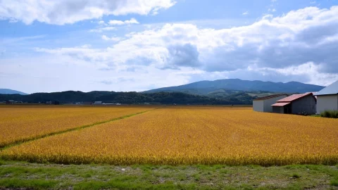 La Maremma vince in agricoltura biologica mentre il Ministro Lollobrigida “distingue” i consumatori italiani