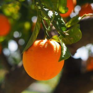 Jus d'orange, prix qui flambent : le climat et les bactéries tueuses font couler les productions des USA, du Brésil et du Mexique