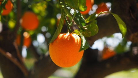 Succo d’arancia, prezzi alle stelle: clima e batterio killer affossano le produzioni di Usa, Brasile e Messico