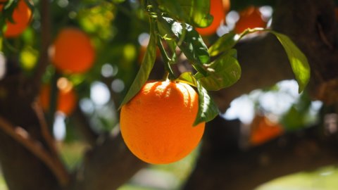 橙汁、飞涨的价格：气候和致命细菌正在削弱美国、巴西和墨西哥的产量