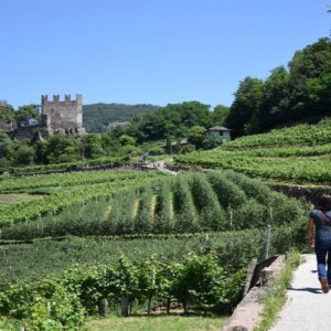 Muller Thurgau celebra: Trentino celebra seu vinho e o terraço do Val di Cembra