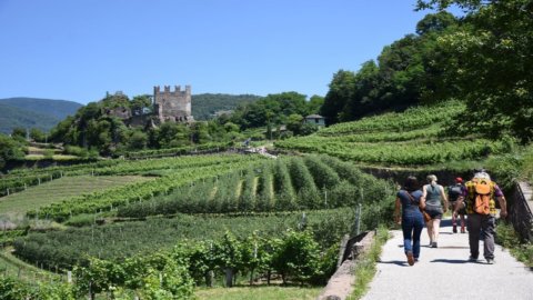 Muller Thurgau celebra: Trentino celebra seu vinho e o terraço do Val di Cembra