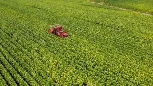 Foto di campi di tabacco