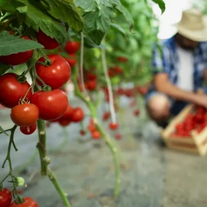 Caldo record, sindacati: “Troppi 35 gradi per accedere alla Cig”. L’Inps chiarisce: “Non è un valore perentorio”