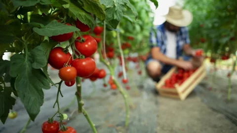 युवा उद्यमिता, अठारह वर्ष और अधिक के लिए: कृषि व्यवसाय शुरू करने के लिए प्रोत्साहन आ रहे हैं