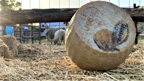 Сыры: Pecorino Siciliano DOP, его визитная карточка – пастбища Тринакрии.