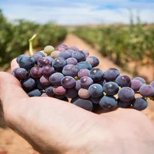 Cantine Aperte in Vendemmia, die Initiative des Movimento Turismo del Vino startet im September in ganz Italien