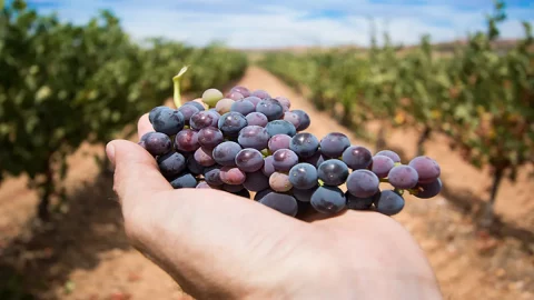 Cantine Aperte в Вандеммии, инициатива Movimento Turismo del vino по всей Италии, стартует в сентябре.