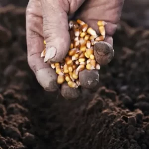 Il Moco delle valli della Bormida: il legume antico che non teme la siccità recuperato da una manciata di semi di un anziano della zona