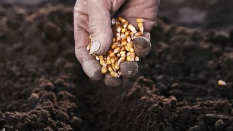 O Moco dos vales Bormida: a leguminosa milenar que não teme a seca recuperada de um punhado de sementes de um idoso da região