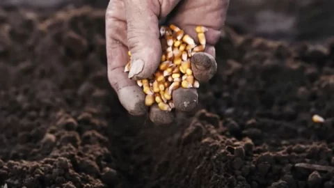 Bormida vadilerinin Moco'su: Bölgedeki yaşlı bir adamın bir avuç tohumundan elde edilen, kuraklıktan korkmayan antik baklagil