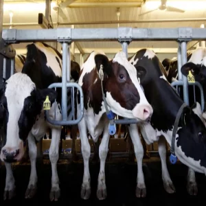 Efeito estufa, vacas "amigas do clima" chegam do Canadá