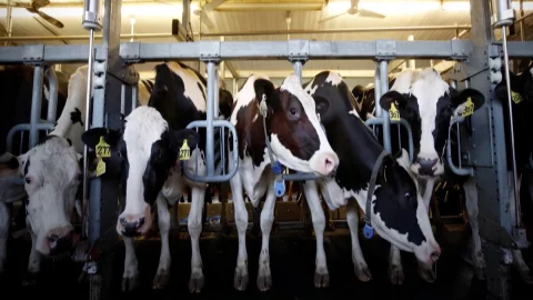 Efeito estufa, vacas "amigas do clima" chegam do Canadá