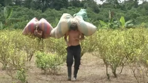 Cocaina Colombia