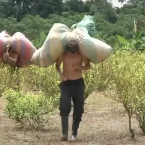 Colombia shock, produzione di cocaina ai massimi dai tempi di Escobar e le esportazioni superano quelle del petrolio