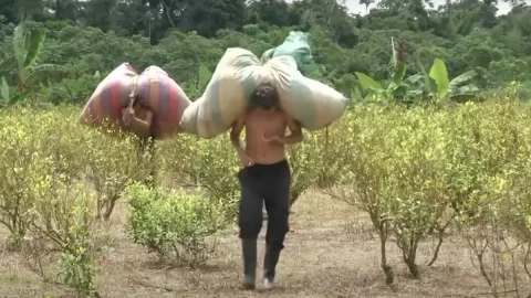 Colombia shock, produzione di cocaina ai massimi dai tempi di Escobar e le esportazioni superano quelle del petrolio