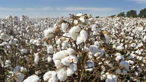 Matérias-primas, EUA em crise: ultrapassando o Brasil no algodão e no milho. As mudanças climáticas derrubam hierarquias