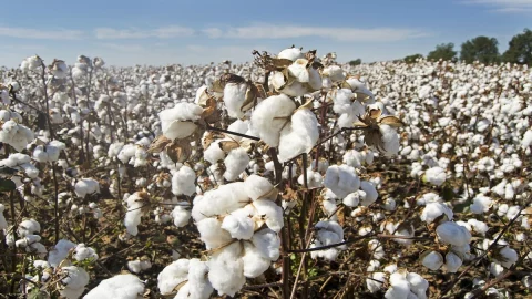 コットン: 100% イタリア製繊維が戻ってきました。 シチリア島とプーリア州での生産