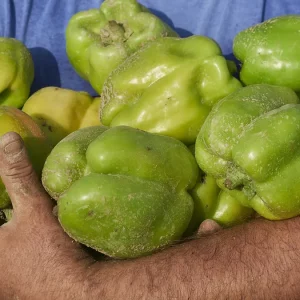 Peperone di Voghera: ritorna sui mercati con molti benefici per la salute. Ora è Presidio Slow Food  