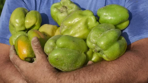 Pimiento Voghera: vuelve a los mercados con muchos beneficios para la salud. Ahora es un Baluarte de Slow Food