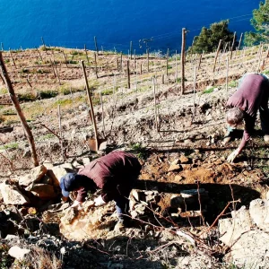 Mondial des vins Extrêmes: en Val d'Aosta se pueden degustar vinos "heroicos" de 26 países