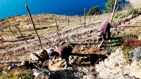 Mondial des vins Extrêmes: di Val d'Aosta Anda dapat mencicipi anggur "heroik" dari 26 negara