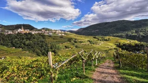 vigneti di montagna