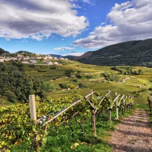 DoloViniMiti: la fiesta vertical del vino de Val di Cembra y Val di Fiemme está en marcha