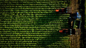 Agricoltura, campo di tabacco