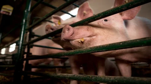 Carne cultivada: OIPA recorrerá à União Europeia para iniciar um processo de infração. Para a Fundação Veronesi é um problema de segurança alimentar e ambiental