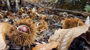 Castagne