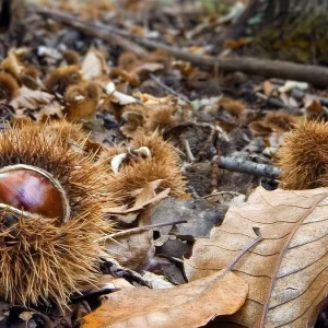 Răzbunarea castanelor: de la pâinea oamenilor săraci la moștenirea ecologică și nutrițională. Povestea Lindei Orlandini